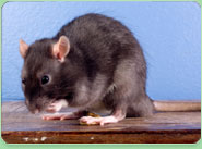 rat control Shildon